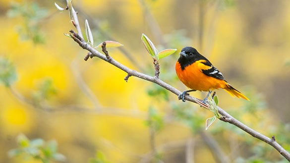 Maryland - Oriole sitting on a branch