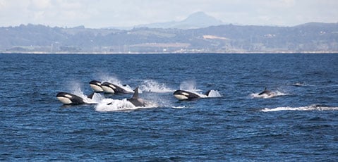 Washington - Group of Orcas swimming 