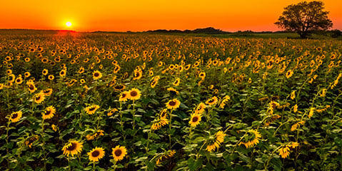 Kansas - Field of sunflowers 